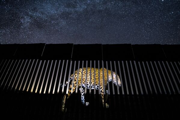 Снимок Another barred migrant  мексиканского фотографа Alejandro Prieto, победивший в категории Single Image фотоконкурса 2019 Wildlife Photographer of the Year. - Sputnik Абхазия
