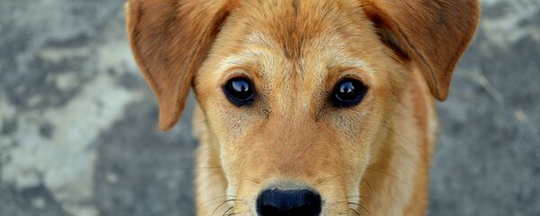 Бродячая собака Бродячая собака - Sputnik Абхазия