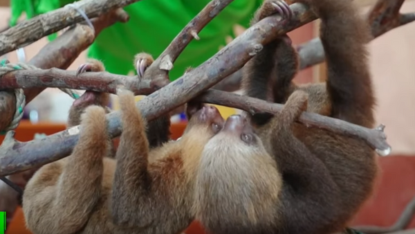 Как в Коста-Рике спасают двупалых ленивцев Гоффмана - Sputnik Абхазия