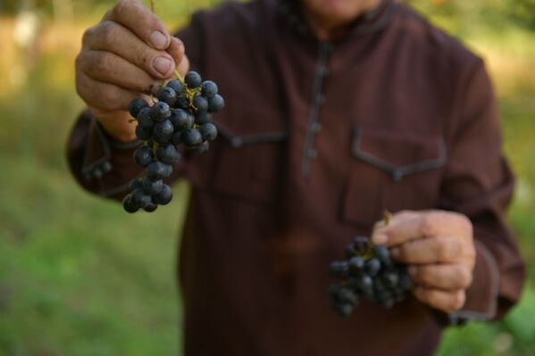 Традиционно виноград выращивают во всех селах республики. - Sputnik Абхазия