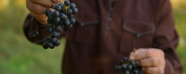 Сбор винограда в селе Хуап - Sputnik Аҧсны