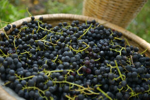 Сбор винограда в селе Хуап - Sputnik Абхазия
