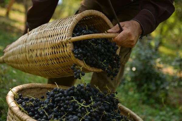 Виноград собирают с помощью специальной традиционной конусообразной корзины. - Sputnik Абхазия
