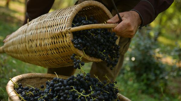 Сбор винограда в селе Хуап - Sputnik Аҧсны