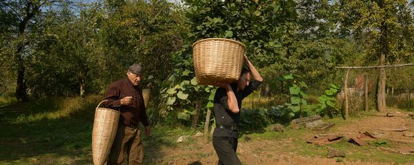 Сбор винограда в селе Хуап Сбор винограда в селе Хуап - Sputnik Абхазия