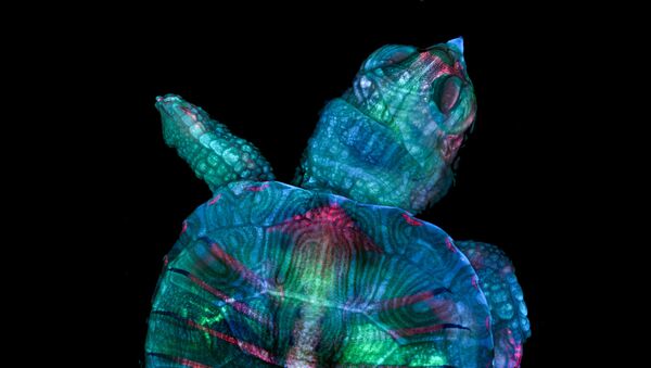 Снимок Fluorescent turtle embryo американских фотографов Teresa Zgoda & Teresa Kugler, ставший победителем в фотоконкурсе Nikon Small World 2019 - Sputnik Абхазия