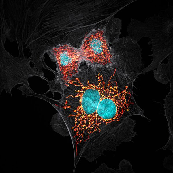 Снимок BPAE cells in telophase stage of mitosis американского фотографа Jason M. Kirk, занявший 10 место в фотоконкурсе Nikon Small World 2019 - Sputnik Абхазия