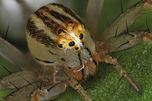 Снимок Female Oxyopes dumonti (lynx) spider фотографа Antoine Franck, занявший 14 место в фотоконкурсе Nikon Small World 2019 - Sputnik Абхазия