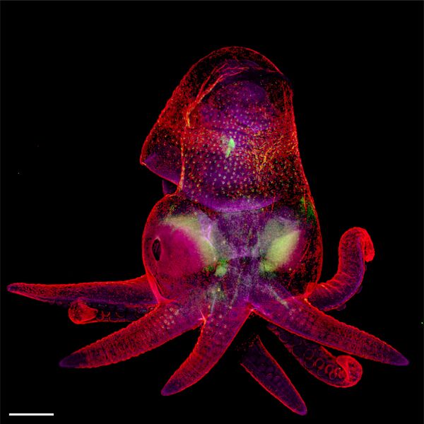 Снимок Octopus bimaculoides embryo фотографов Martyna Lukoseviciute и Dr. Carrie Albertin , занявший 19 место в фотоконкурсе Nikon Small World 2019 - Sputnik Абхазия