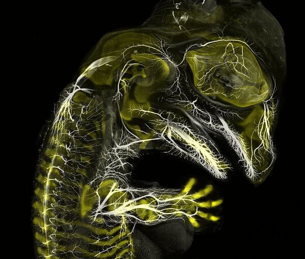 Снимок Alligator embryo developing nerves and skeleton американских фотографов Daniel Smith Paredes & Dr. Bhart-Anjan S.Bhullar, занявший 3 место на фотоконкурсе Nikon Small World 2019 - Sputnik Абхазия