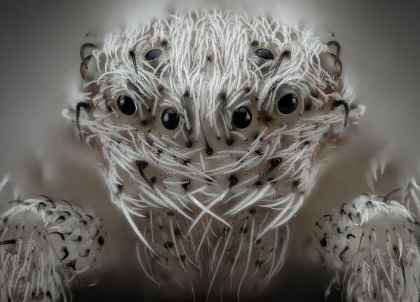 Снимок Small white hair spider испанского фотографа Javier Rupérez, занявший 6 место на фотоконкурсе Nikon Small World 2019 - Sputnik Абхазия