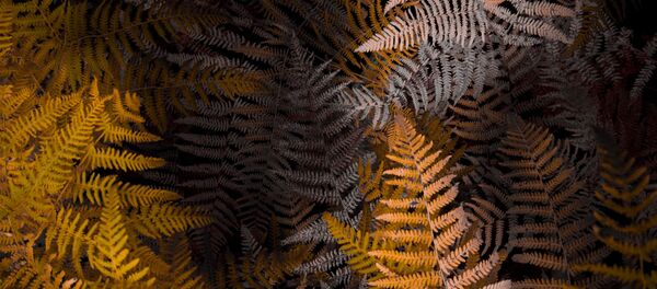 Папоротник - Sputnik Аҧсны