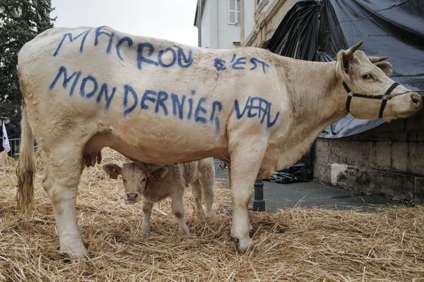 Лозунг протестующих фермеров, написанный на корове, Франция - Sputnik Абхазия