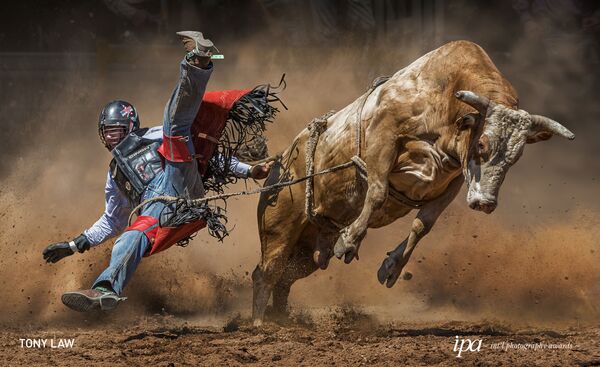 Снимок Mad Cow фотографа  Tony Law, победивший в категории Sports Photographer Of the Year среди Non-Professional конкурса International Photography Awards 2019 - Sputnik Абхазия