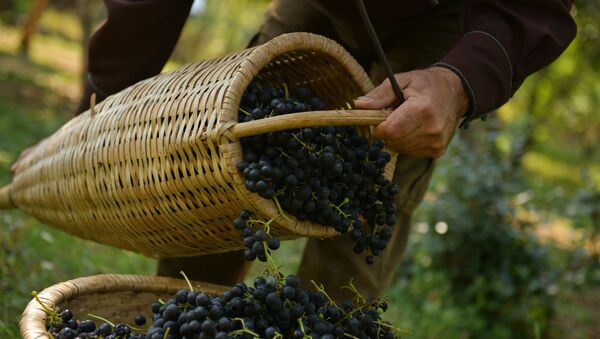 Сбор винограда в селе Хуап - Sputnik Абхазия