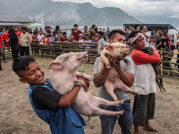 Конкурс по отлову свиней во время фестиваля свиней на озере Тоба в Муаре - Sputnik Абхазия