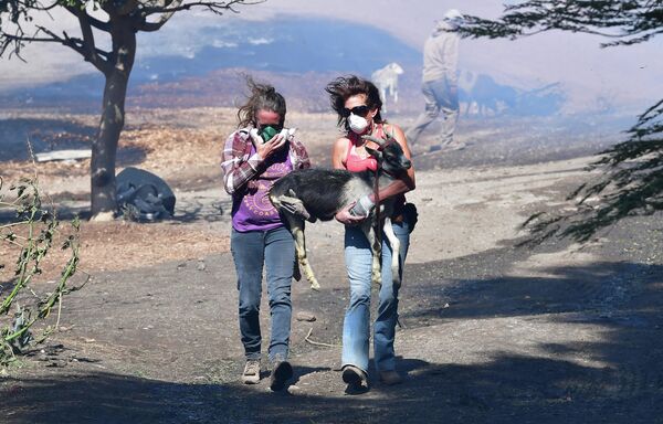Девушки спасают козу во время природного пожара в Калифорнии - Sputnik Абхазия