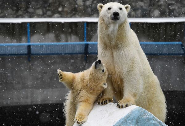 Белая медведица Герда и медвежонок в вольере Новосибирского зоопарка  - Sputnik Абхазия