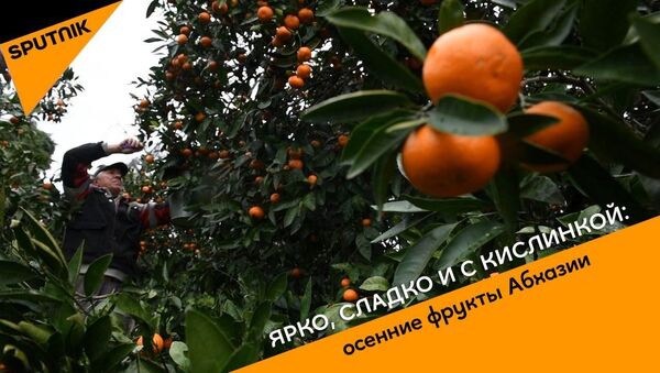 Ярко, сладко и с кислинкой: осенние фрукты Абхазии - Sputnik Абхазия