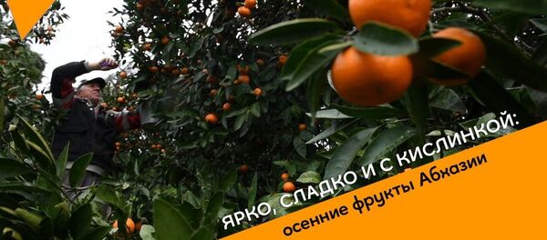 Ярко, сладко и с кислинкой: осенние фрукты Абхазии - Sputnik Абхазия