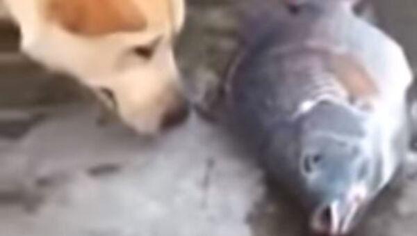 Собака пытается спасти рыбу, поливая ее водой - Sputnik Абхазия