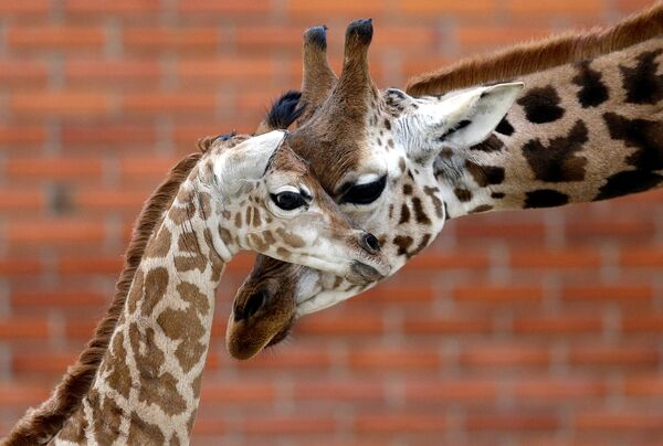 Новорожденный жираф с родителем в Либерецком зоопарке в Чехии - Sputnik Абхазия