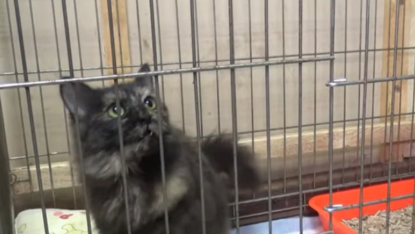 Кошка-наркокурьер поймана с поличным - Sputnik Абхазия