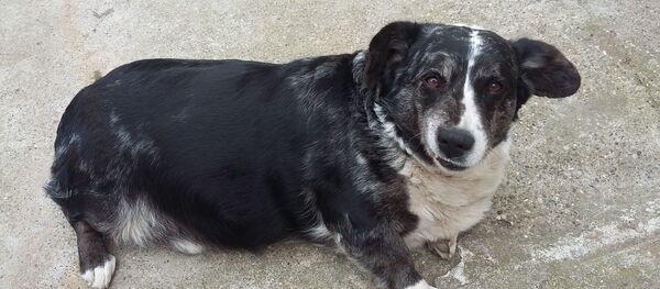 Ала Џьек Ала Џьек - Sputnik Аҧсны