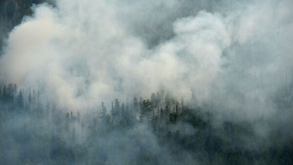  Пожаров в лесу  - Sputnik Абхазия