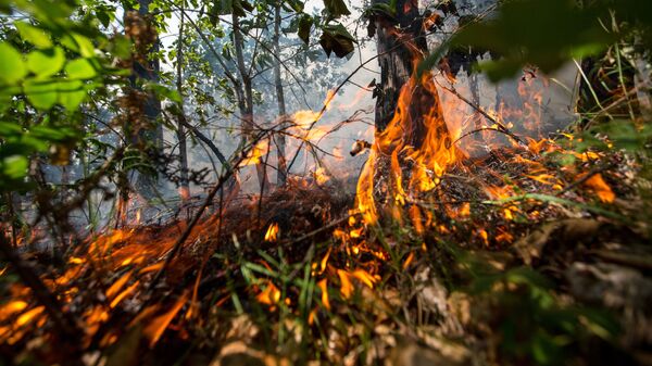 Лесной пожар - Sputnik Абхазия