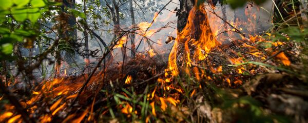 Лесной пожар Лесной пожар - Sputnik Абхазия