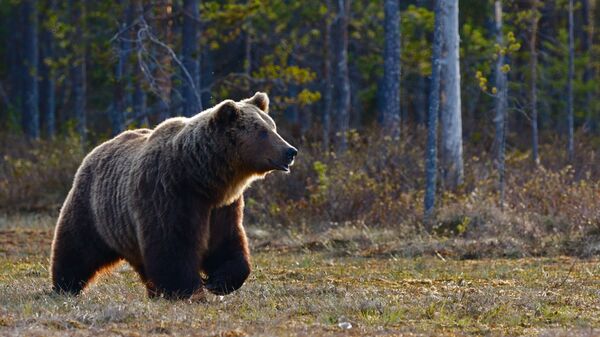 Медведь в лесу - Sputnik Абхазия