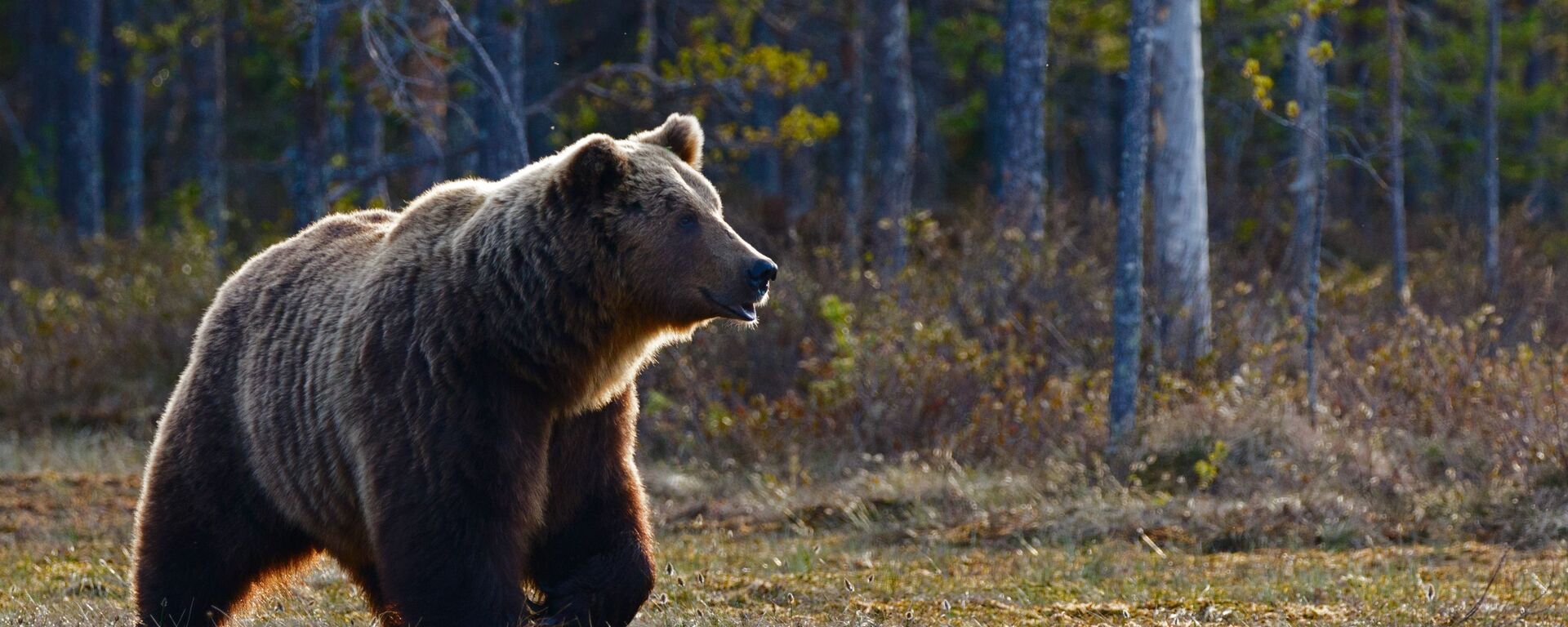 Медведь в лесу - Sputnik Абхазия, 1920, 21.12.2021