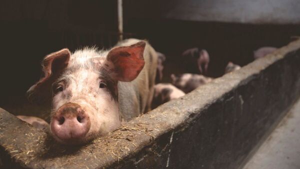 Мама зовет: маленькие свинки улепетывают от туристов в лесу  - Sputnik Абхазия