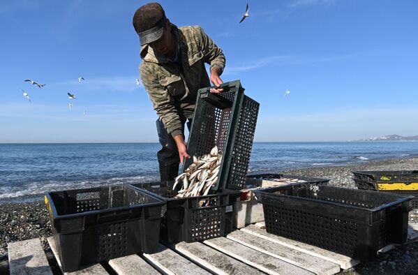 Рыбак разгружает выловленную в Черном море рыбу - Sputnik Абхазия