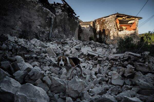 Собака на руинах дома после землетрясения в квартале Рувьер в Ле-Тейле на юго-востоке Франции - Sputnik Абхазия