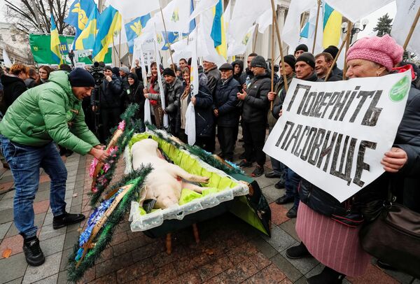 Мертвая свинья в гробу на акции у здания Верховной рады в Киеве - Sputnik Абхазия