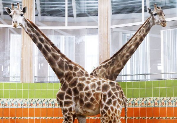 Жирафы в Красноярском зоопарке Роев ручей - Sputnik Абхазия