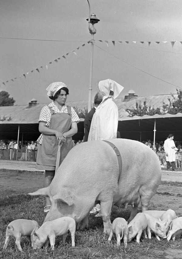 Работницы павильона Свиноводство ВДНХ пасут свиноматку с поросятами на лужайке перед павильоном, 1983 год - Sputnik Абхазия