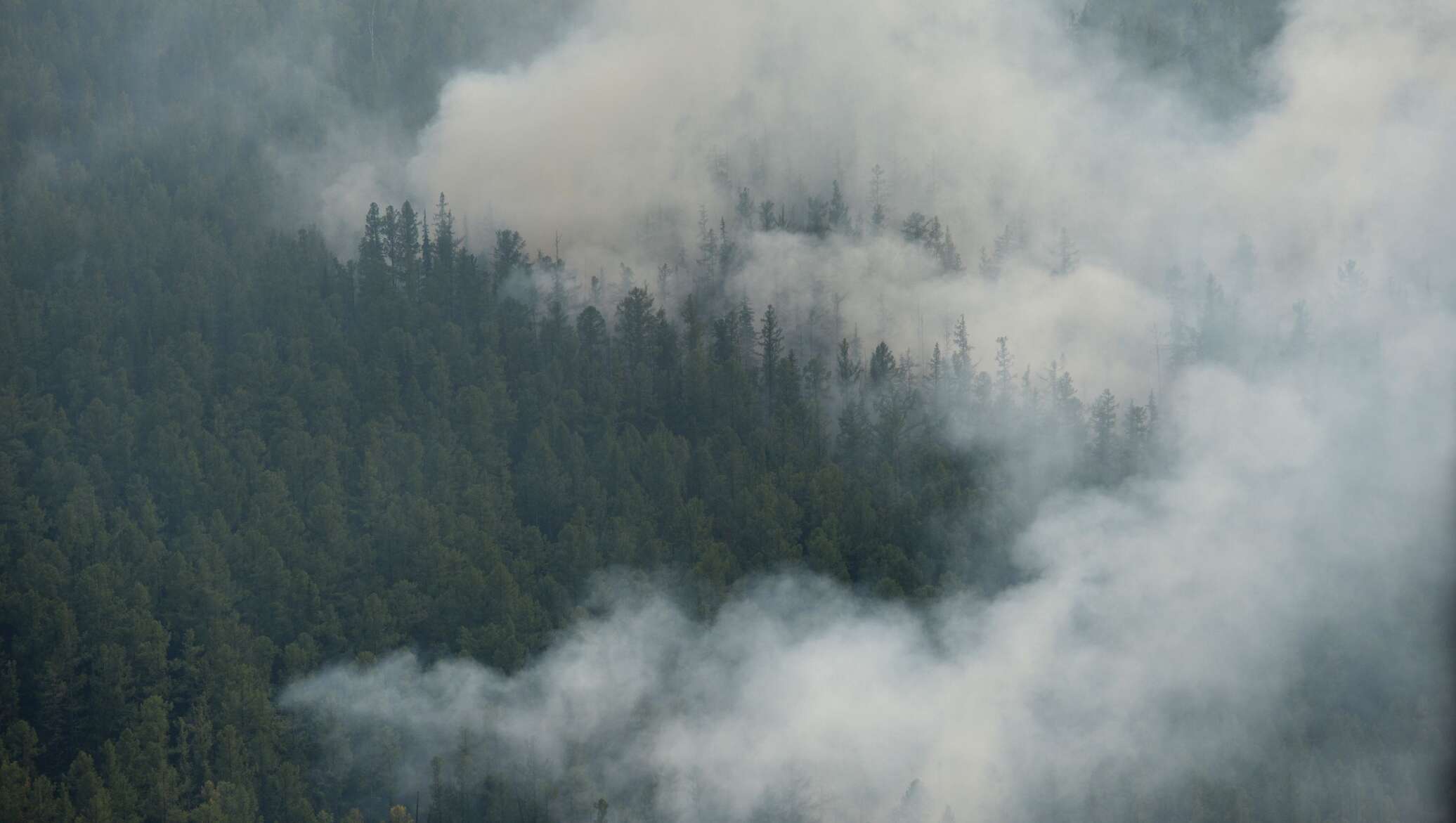 Пожар в абхазии. Гонио пожар. Горит лес в абхазии. Пожар в абхазии. Пожар в абхазии.