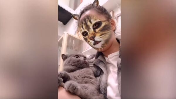 Веселая реакция кошек, когда они видят кошачий фильтр на лицах владельцев | - Sputnik Абхазия