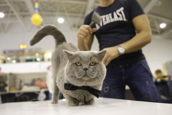 Британский короткошерстный кот Оскар на котошоу в Риме - Sputnik Абхазия