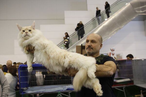 Кошка породы мейн-кун на котошоу в Риме, Италия  - Sputnik Абхазия
