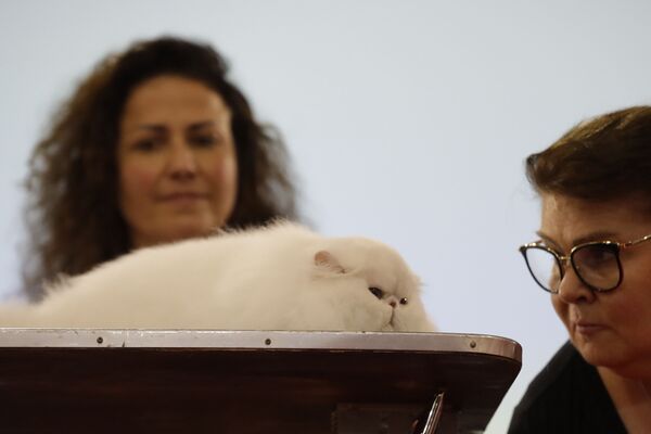Персидский кот на котошоу в Риме, Италия  - Sputnik Абхазия