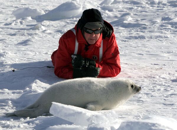 Музыкант Пол Маккартни наблюдает за детенышем гренландского тюленя в заливе Св. Лаврентия, Канада - Sputnik Абхазия