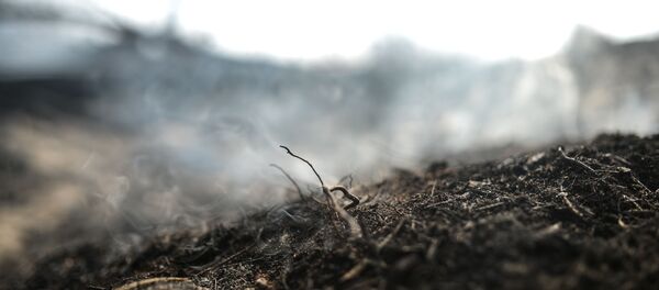 Пожар в лесу  - Sputnik Аҧсны