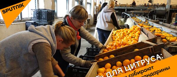Кастинг для цитруса: как в Абхазии собирают и сортируют мандарины  Кастинг для цитруса: как в Абхазии собирают и сортируют мандарины - Sputnik Абхазия