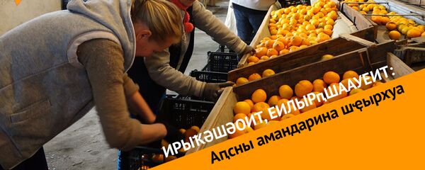 Ирыҟәшәоит, еилырԥшаауеит: Аԥсны амандарина шҿырхуа Ирыҟәшәоит, еилырԥшаауеит: Аԥсны амандарина шҿырхуа - Sputnik Аҧсны