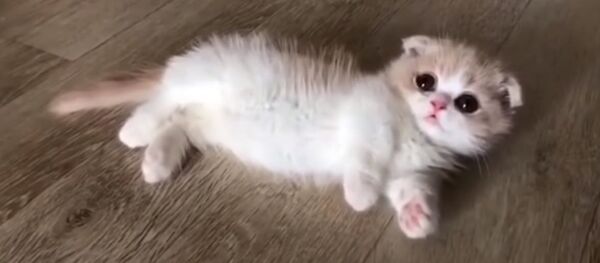 Этот маленький котенок Манчкин расплавит ваше сердце - Sputnik Абхазия