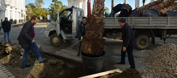 Посадка пальм на набережной Махаджиров Посадка пальм на набережной Махаджиров - Sputnik Абхазия